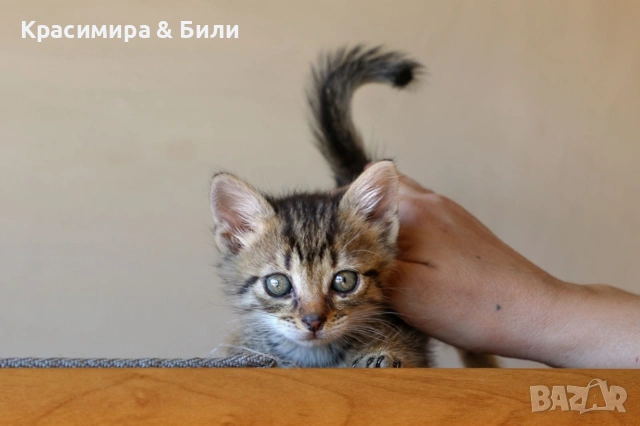 Малки котенца търсят дом, снимка 5 - Други - 54719885