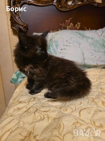 Мейн куун котета, снимка 3 - Мейн кун - 35075644