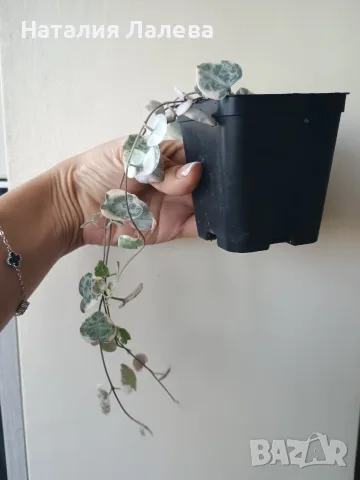 Церопегия, ceropegia woodii variegata, снимка 4 - Стайни растения - 55440660