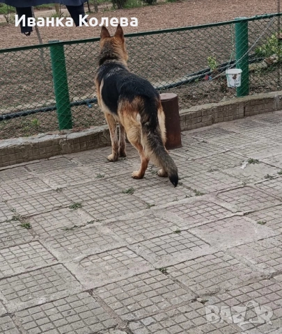 Продавам немска овчарка на 45 дена остана 1 женско, снимка 2 - Немска овчарка - 54187903