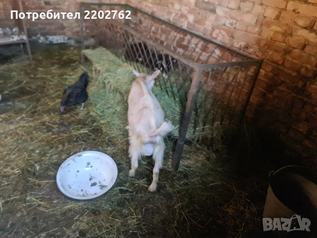 Продавам ярета , снимка 7 - Кози - 55073558