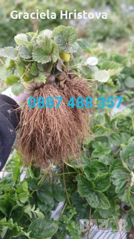 Продавам разсад ягоди , снимка 4 - Стайни растения - 54048116