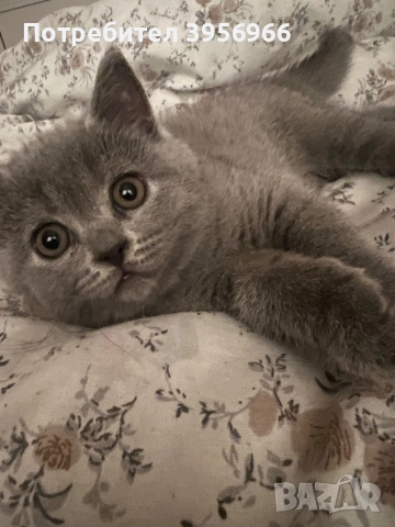 Продавам британска котка, снимка 3 - Британска късокосместа - 54696288