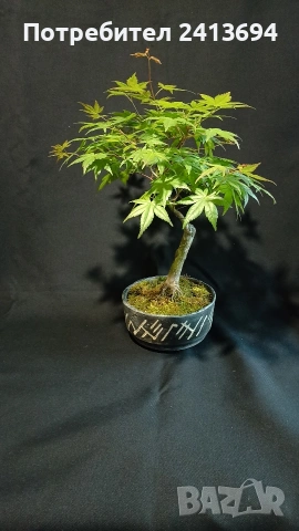 бонсай японски клен bonsai Acer palmatum 