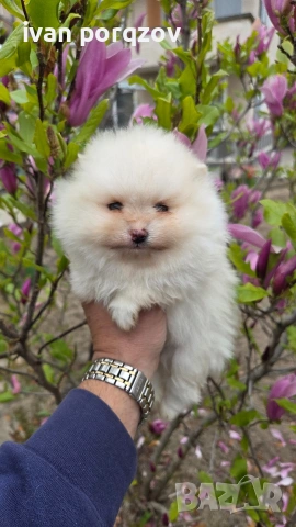 Готови за нов дом померанчета