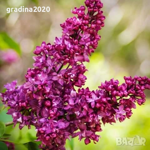 Люляк / Lilac, снимка 9 - Разсади - 51517423