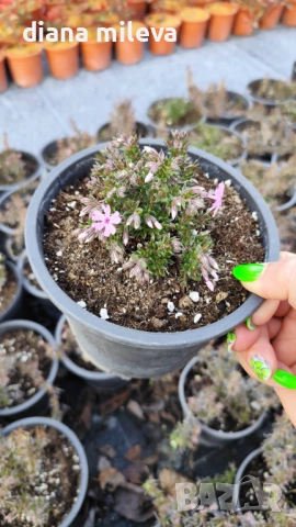 Флокс,  Phlox sub. Zwergenteppich, почвопокривен, многогодишен, студоустойчив, снимка 5 - Градински цветя и растения - 53991194