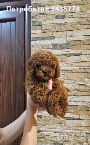 пудел той/poodle toy/, снимка 2 - Пудели - 49124306