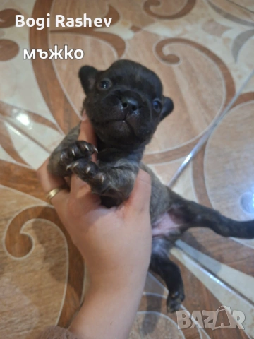 Френски булдог , снимка 3 - Френски булдог - 54883058
