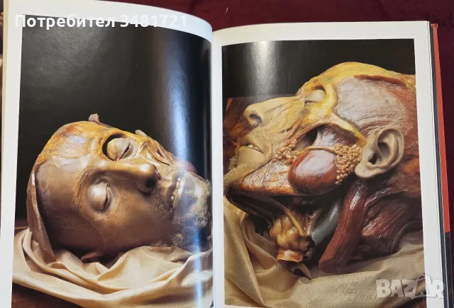 Encyclopaedia Аnatomica, снимка 5 - Специализирана литература - 55361424