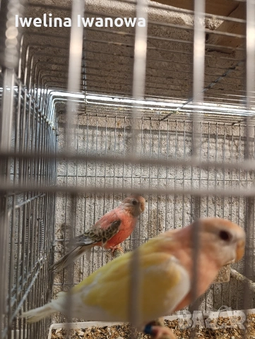 Продавам неофеми , снимка 10 - Папагали - 54322117