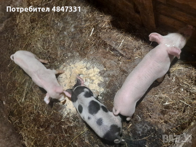 Прасе, снимка 5 - Прасета - 54881111