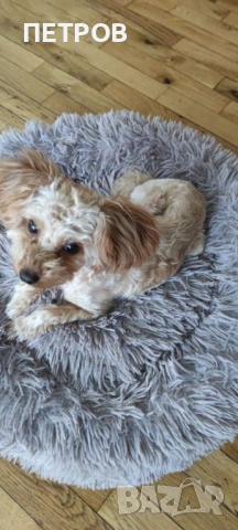 ПРОДАВАМ Той пудел (Toy Poodle)