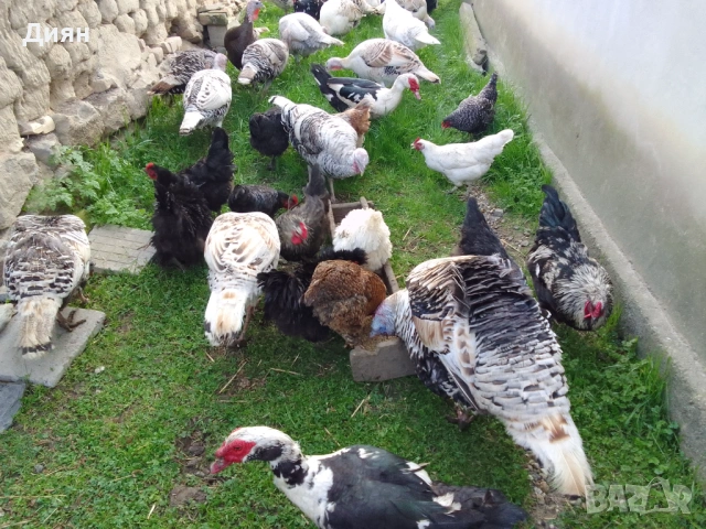 Оплодени, пуешки яйца 