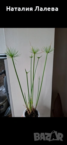 Водна палма, циперус, cyperus Haspan, снимка 2 - Стайни растения - 54590315
