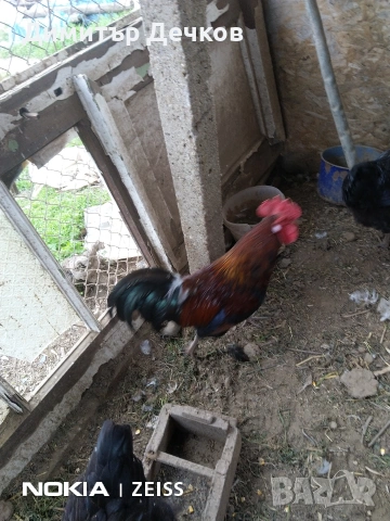 2 бр петлета, снимка 3 - други­ - 54057737