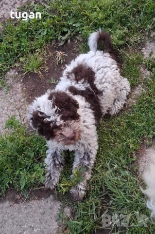 Бебета Лагото Романьоло / Lagotto Romagnolo
