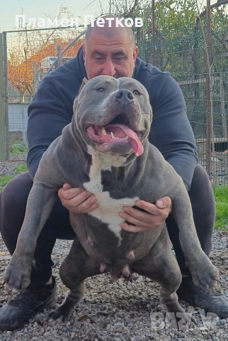 Американско були , снимка 12 - Питбул - 54315310