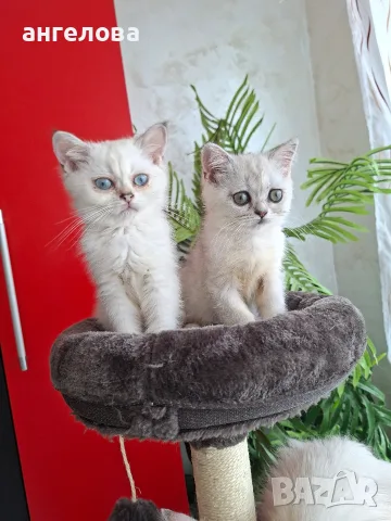 Британски и Шотландски котенца, снимка 7 - Британска късокосместа - 55503983