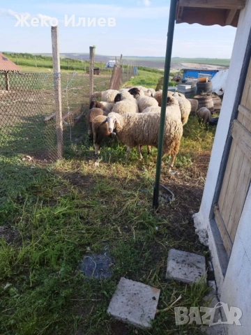продавам коч и овца за клане, снимка 5 - Овце - 54640881