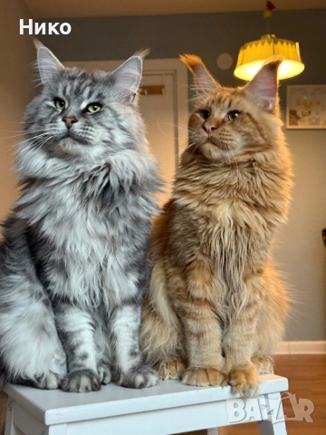 Мейн кун котенца / Мейн куун котенца / Maine coon kittens, снимка 6 - Мейн кун - 50068719