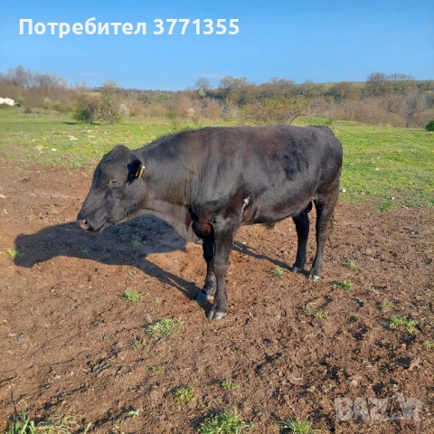 Продавам мъжки телета за клане, снимка 2 - Крави - 54305766