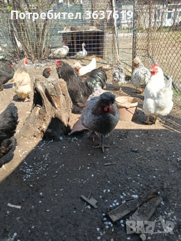 Продавам кокошки, снимка 3 - други­ - 54096987