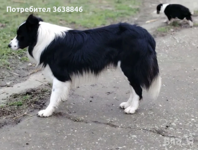 Бордър коли, снимка 2 - Бордър коли - 54889991