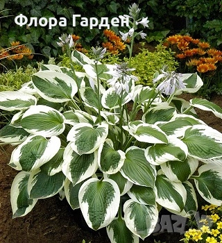МНОГОГОДИШНИ ЦВЕТЯ, снимка 13 - Градински цветя и растения - 54702878