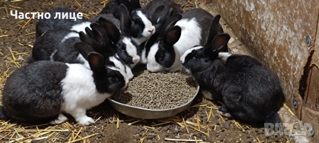 Продавам 5 женски млади холандски зайки, снимка 8 - Други - 54044428