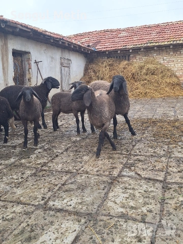 Плевенски черноглави агнета , снимка 6 - Овце - 54703486