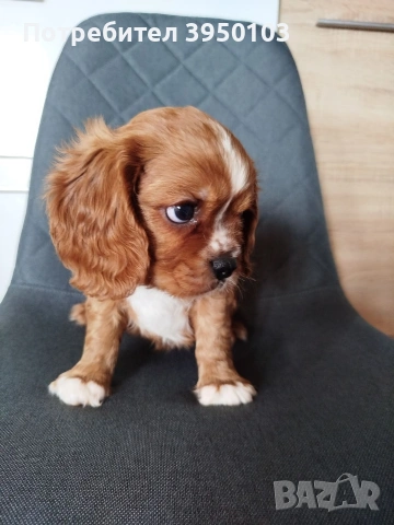 Кавалер Кинг Чарлз шпаньол, снимка 2 - Кавалер кинг чарлз шпаньол - 54088586