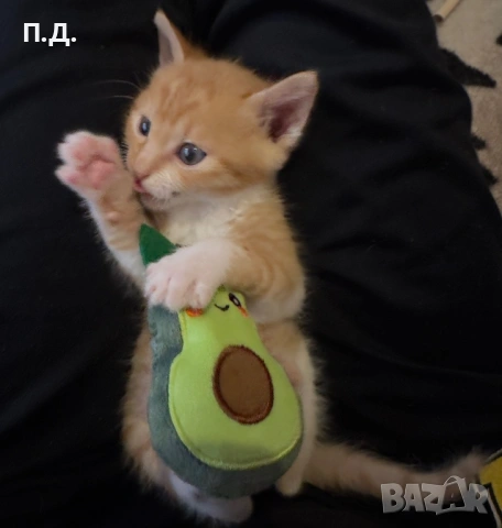 Мъжко коте търси своя постоянен дом, снимка 2 - Други - 54748060