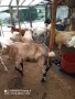 Продавам кози за дамазлък, снимка 5