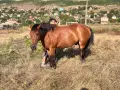Кон на 9години кротък, снимка 1