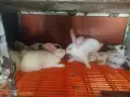 Зайци домашни различни видове, снимка 5
