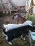 Продавам пет кози и един козел, снимка 3