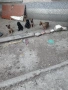 Белгийски овчарки, снимка 2