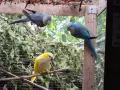 Папагали монах три броя, монашески папагали 3 броя, снимка 2