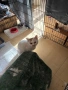 Сляпо мъжко коте си търси дом, снимка 7