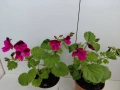 Кралско мушкато в саксия, цена 5 евро за брой - по 2 стръка в саксия са, домашно, снимка 3