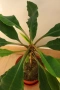 Африканска плюеща палма, Euphorbia leuconeura, 1-год. растение, снимка 2
