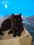 Уникални котенца Мейн кун , снимка 5