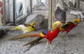 Фазани и патици, снимка 3