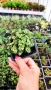 Кализия, Callisia Repens Care, снимка 14