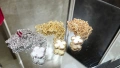 Van Cleef & Arpels VCA Gold Mother of Pearl Sweet Alhambra Clover Дамско Колие, снимка 3