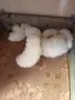 Продавам немски шпиц, снимка 9