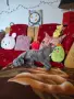 Продавам женска синя британска късокосместа котка , снимка 2