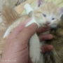 Подарявам пет котета, снимка 7
