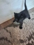 Подарявам бебе коте, снимка 3